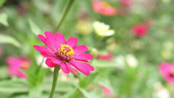 粉红色开花植物特写镜头