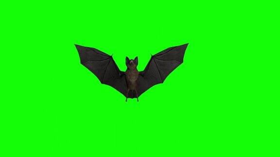 万圣节蝙蝠飞在绿屏股票视频