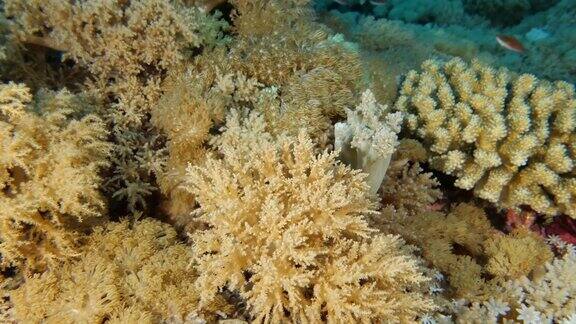 软珊瑚群在深热带珊瑚礁在绿岛台湾