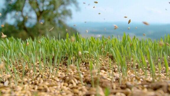 宏观自由度:微小的草种子散布在生长的草地上
