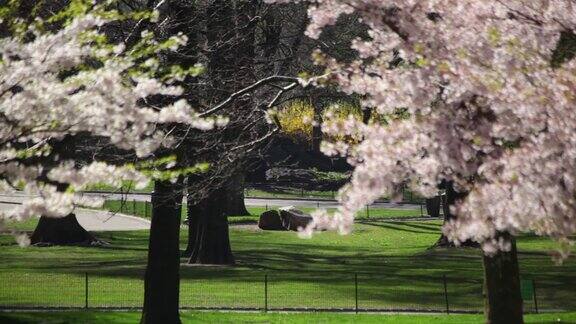 纽约中央公园春暖花开