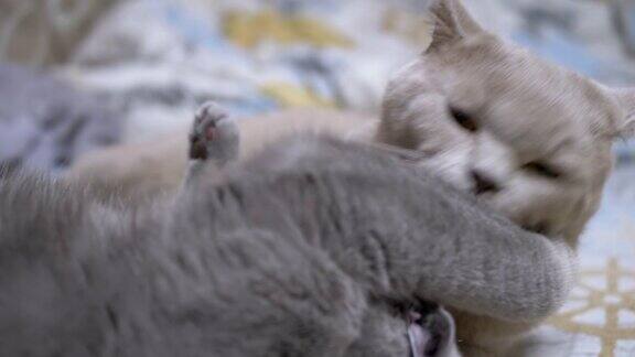 两只漂亮的灰色英国家猫咬打架攻击在床上玩特写镜头