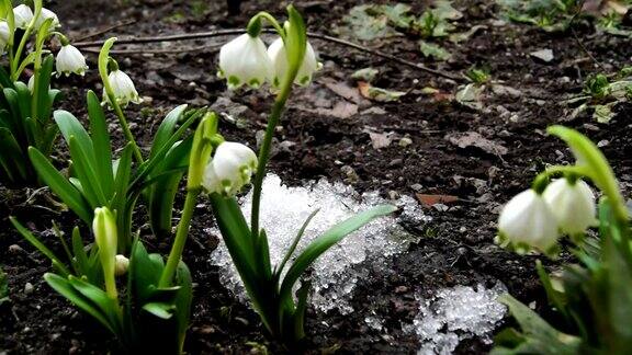 融化的雪和雪花莲