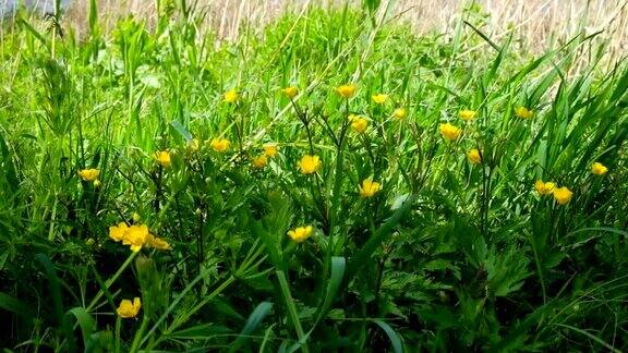 美丽的黄色蒲公英花在田野里一个温暖阳光明媚的日子宜人的风