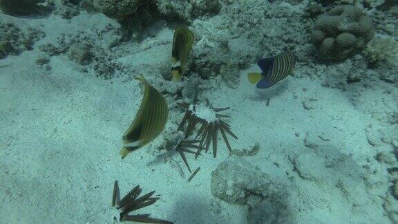 Сlose《蝴蝶鱼吃棕色铅笔海胆》浣熊蝴蝶鱼(Chaetodonlunula)吃红板岩铅笔海胆(heterocentrrotusmamillatus)在海洋的水下生物