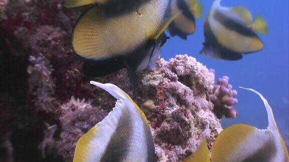 柳珊瑚:海洋水下珊瑚中红鱼群的背景