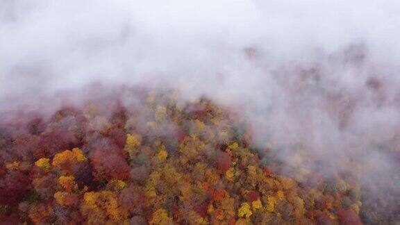 山林的秋天森林鸟瞰图中的秋天色彩