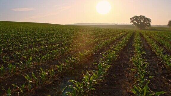 太阳升起时田间的玉米幼苗