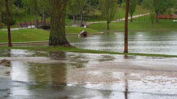 大雨在公园里和鸭子在湖水里游泳