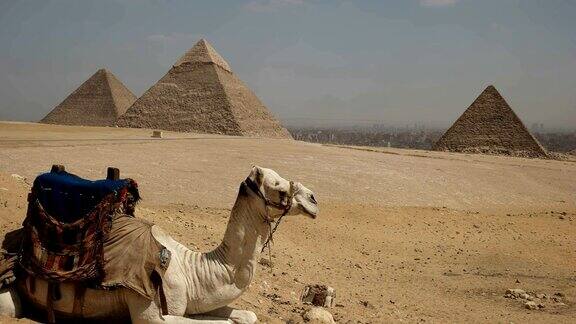 骆驼和埃及开罗吉萨金字塔的特写
