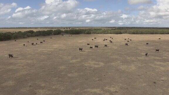 鸟瞰图牛群群在澳大利亚农场