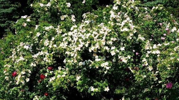 白玫瑰在花园里绽放