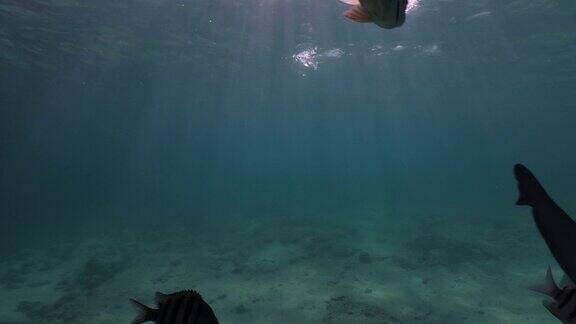 牛鲨水下