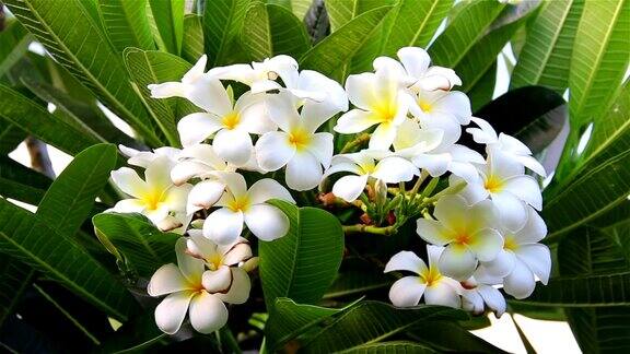 夏威夷鸡蛋花曾用来制作阿罗哈花