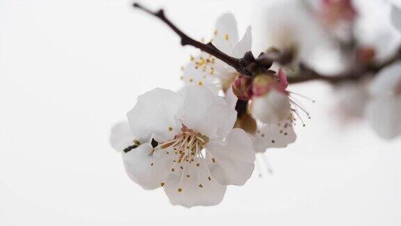 白苹果美丽的开花苹果树盛开