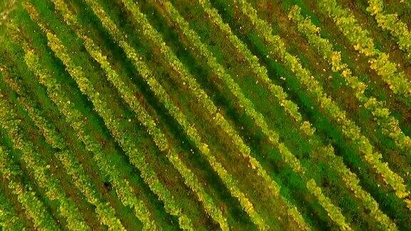 波尔多葡萄园圣爱美隆在阿基坦地区的吉伦地区法国欧洲鸟瞰图