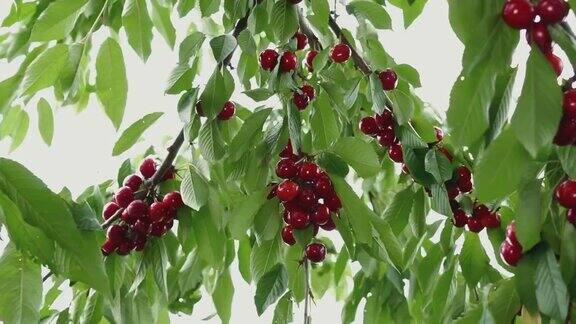 摘樱桃的女人从树上摘樱桃早餐吃成熟的水果季节性的维生素