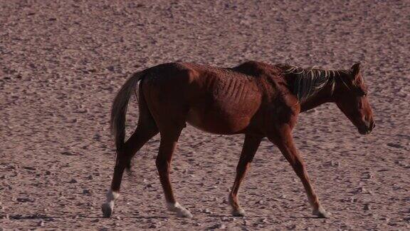 4K瘦弱的野马走过沙漠景观