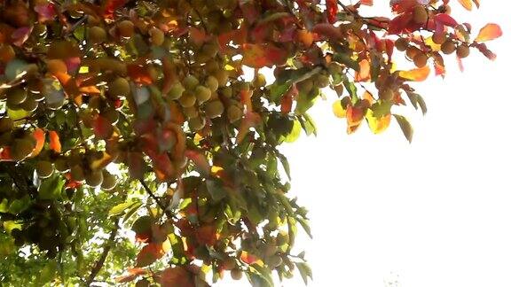 阳光柿子树