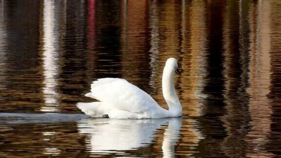 白天鹅在镜面般的湖面上游动