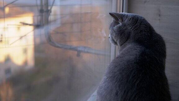 悲伤的灰色英国家猫坐在窗台上反映在窗户上