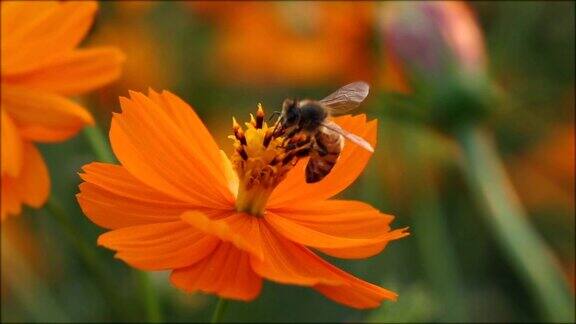 蜜蜂降落在花上的慢镜头