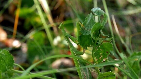 绿螳螂坐在草地上