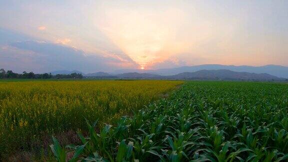 景观绿色的玉米农场在农业花园泰国吊车镜头4k码