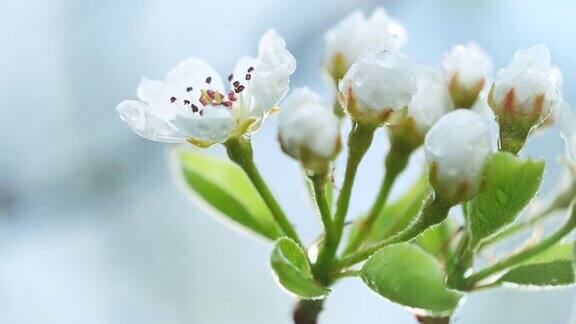 梨花在大自然的雨后绽放着雨滴
