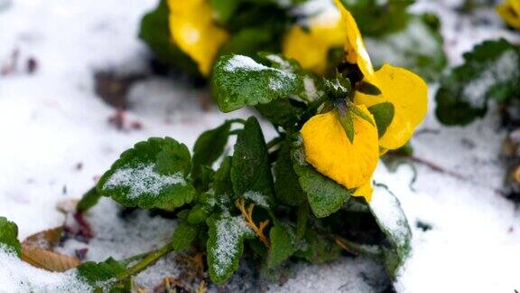 黄色美丽的花在南方地区的雪