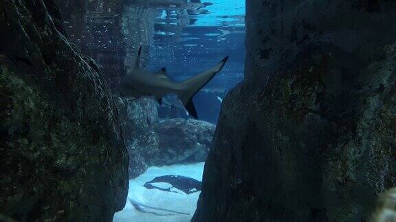 鲨鱼在蓝色海水中穿过两块岩石