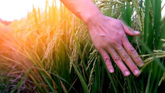 用手触摸稻田里成熟的水稻植株
