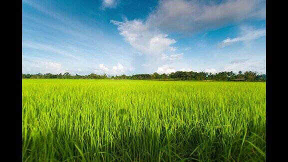 4K:美丽的绿色稻田