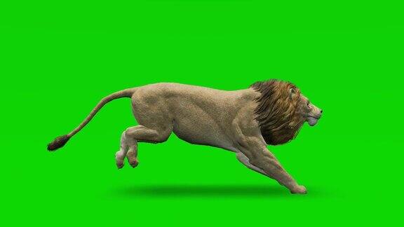 绿色屏幕上狮子奔跑的慢动作动画概念动物、野生动物、游戏、返校、3d动画、短视频、电影、卡通、有机、色度键、角色动画、设计元素、可循环