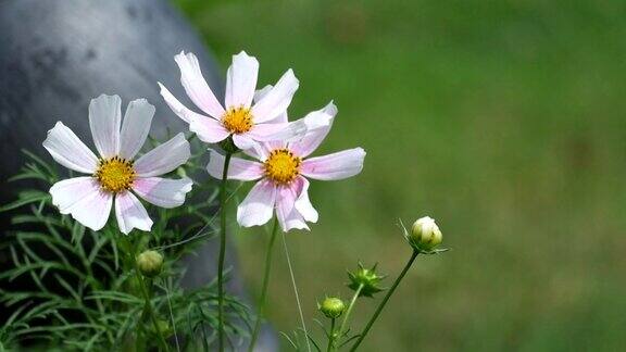 白色和粉色的宇宙花随风摇曳(cosmosbipinnatus)