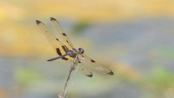 蜻蜓栖息在湿地的树枝上