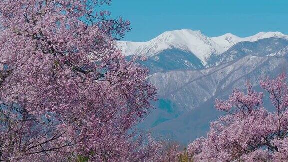 日本长野的雪山和樱花与蓝天