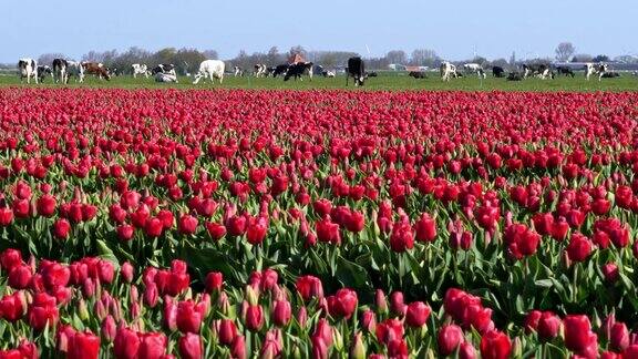典型的荷兰景观有风车、奶牛和郁金香