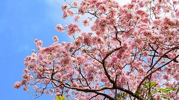 粉红色的樱花盛开在春天的季节