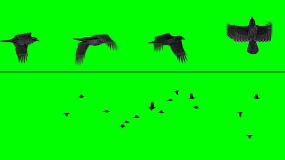鸟群-乌鸦
