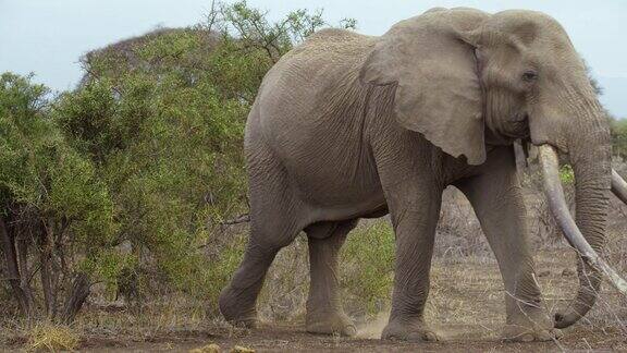 慢动作大象从绿色的灌木丛后面出现在宁静的风景中走到右边象牙最大的大象肯尼亚安博塞利国家公园