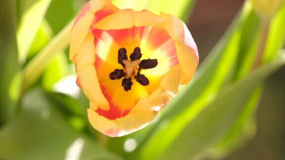 黄色和红色郁金香的花朵闭合选择性聚焦宏观离焦的郁金香自然背景郁金香花雌蕊的顶部视图