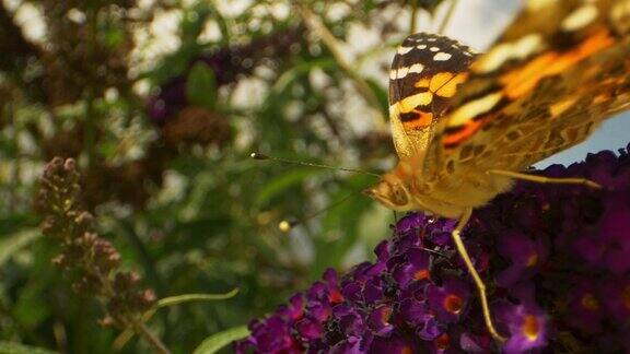 近距离拍摄的帝王蝶坐在紫色的花上