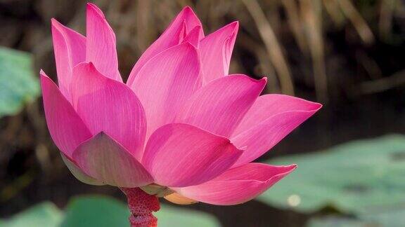 荷花一种粉红色的新鲜荷花或睡莲