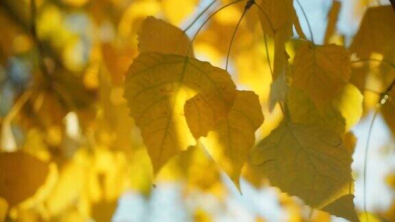 秋色金黄的叶子特写风吹着树叶秋天温暖的阳光透过黄叶明亮的背景为基本设计