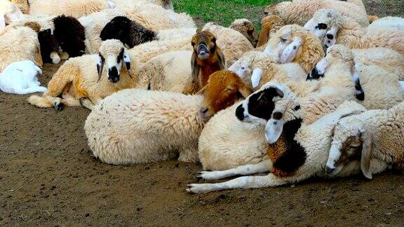 在一个阳光明媚的日子里一群羊在树荫下休息