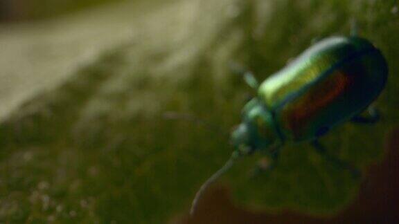 绿色甲虫爬在绿叶上的特写镜头