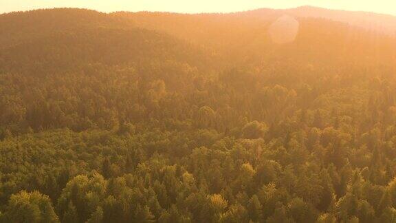 无人机:在一个田园诗般的夏夜在广阔的针叶林上空飞行