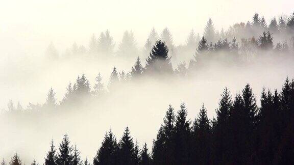 晨雾中的树木