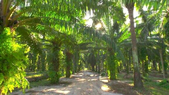 日出场景无人机在棕榈树种植园的运动视图产品棕榈油生产出口